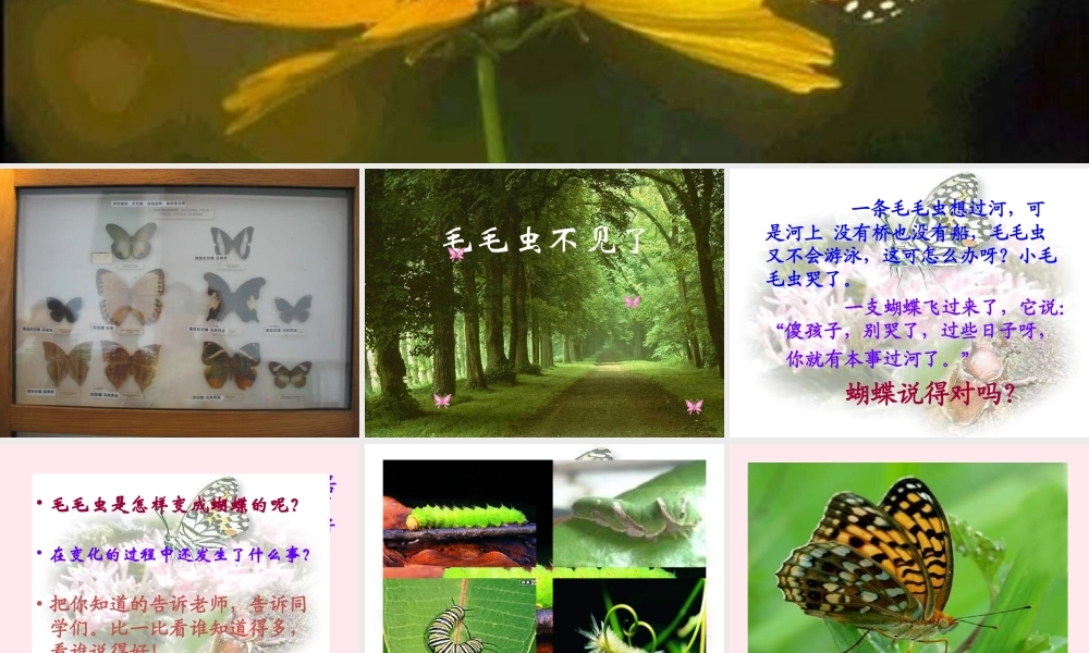 四年级科学下册 第四单元 生长与变化 第15课《毛毛虫不见了》课件4 冀教版-冀教版小学四年级下册自然科学课件
