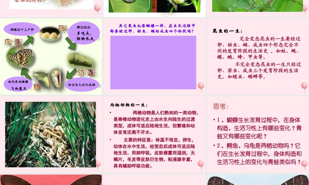 四年级科学下册 第四单元 生长与变化 第15课《毛毛虫不见了》课件4 冀教版-冀教版小学四年级下册自然科学课件