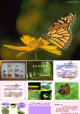 四年级科学下册 第四单元 生长与变化 第15课《毛毛虫不见了》课件4 冀教版-冀教版小学四年级下册自然科学课件