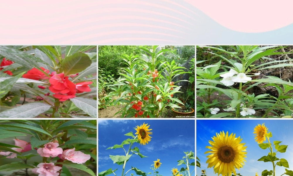 四年级科学上册 第一单元 植物的生活 第1课《植物的身体》课件（3） 青岛版五四制-青岛版小学四年级上册自然科学课件