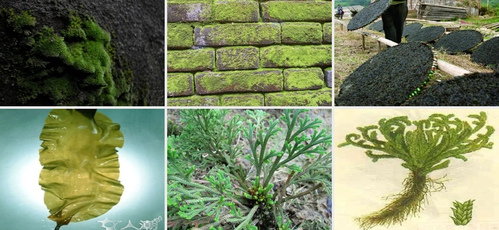 四年级科学上册 第一单元 植物的生活 第1课《植物的身体》课件（3） 青岛版五四制-青岛版小学四年级上册自然科学课件