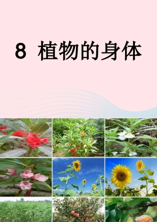 四年级科学上册 第一单元 植物的生活 第1课《植物的身体》课件（3） 青岛版五四制-青岛版小学四年级上册自然科学课件