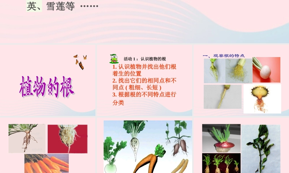 四年级科学上册 第一单元 植物的生活 第2课《植物的根》课件（1） 青岛版五四制-青岛版小学四年级上册自然科学课件