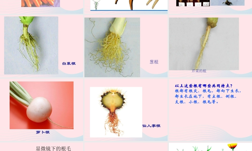 四年级科学上册 第一单元 植物的生活 第2课《植物的根》课件（1） 青岛版五四制-青岛版小学四年级上册自然科学课件