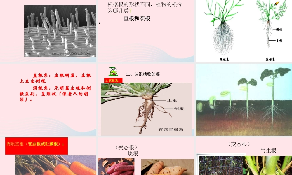 四年级科学上册 第一单元 植物的生活 第2课《植物的根》课件（1） 青岛版五四制-青岛版小学四年级上册自然科学课件