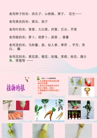 四年级科学上册 第一单元 植物的生活 第2课《植物的根》课件（1） 青岛版五四制-青岛版小学四年级上册自然科学课件