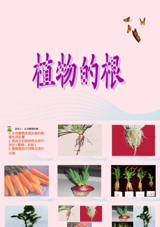 四年级科学上册 第一单元 植物的生活 第2课《植物的根》课件（2） 青岛版五四制-青岛版小学四年级上册自然科学课件