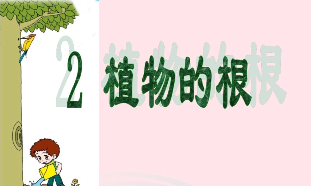 四年级科学上册 第一单元 植物的生活 第2课《植物的根》课件（3） 青岛版五四制-青岛版小学四年级上册自然科学课件