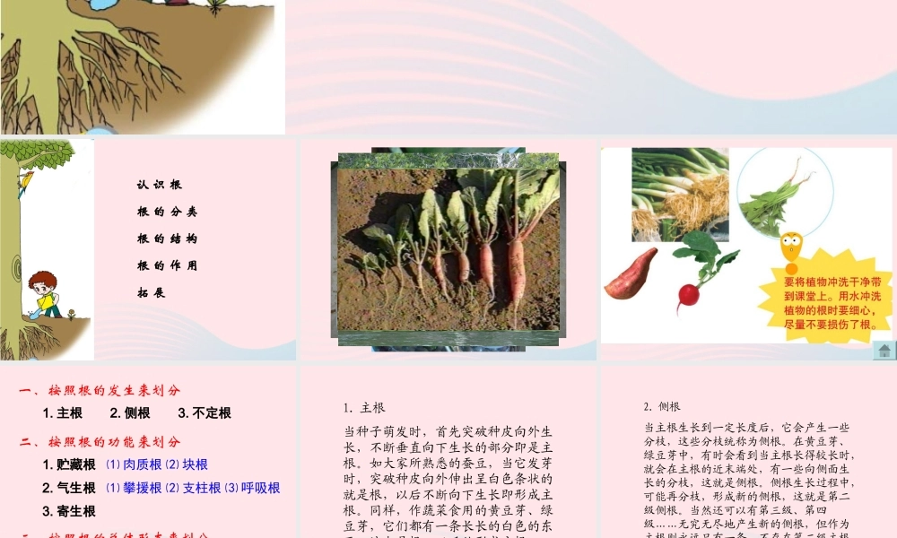 四年级科学上册 第一单元 植物的生活 第2课《植物的根》课件（3） 青岛版五四制-青岛版小学四年级上册自然科学课件