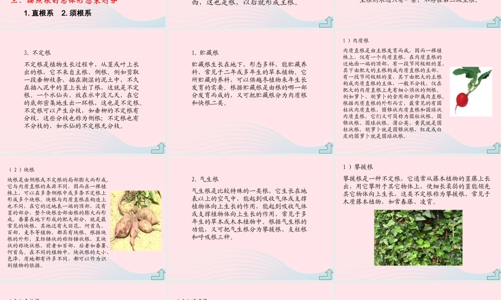 四年级科学上册 第一单元 植物的生活 第2课《植物的根》课件（3） 青岛版五四制-青岛版小学四年级上册自然科学课件