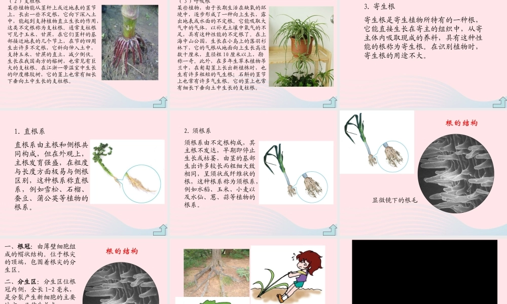 四年级科学上册 第一单元 植物的生活 第2课《植物的根》课件（3） 青岛版五四制-青岛版小学四年级上册自然科学课件