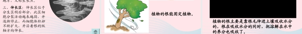 四年级科学上册 第一单元 植物的生活 第2课《植物的根》课件（3） 青岛版五四制-青岛版小学四年级上册自然科学课件