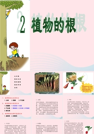 四年级科学上册 第一单元 植物的生活 第2课《植物的根》课件（3） 青岛版五四制-青岛版小学四年级上册自然科学课件