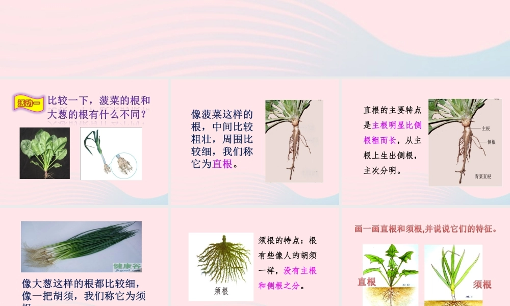 四年级科学上册 第一单元 植物的生活 第2课《植物的根》课件（4） 青岛版五四制-青岛版小学四年级上册自然科学课件