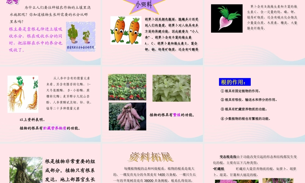 四年级科学上册 第一单元 植物的生活 第2课《植物的根》课件（4） 青岛版五四制-青岛版小学四年级上册自然科学课件