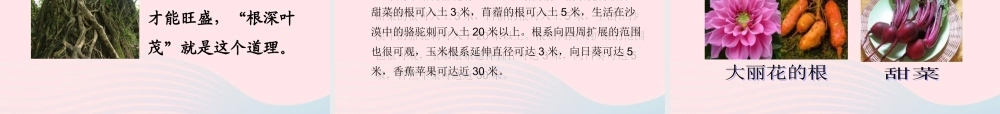 四年级科学上册 第一单元 植物的生活 第2课《植物的根》课件（4） 青岛版五四制-青岛版小学四年级上册自然科学课件