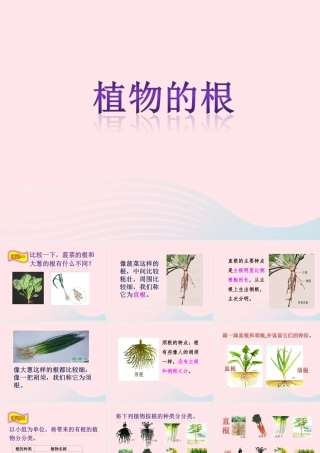 四年级科学上册 第一单元 植物的生活 第2课《植物的根》课件（4） 青岛版五四制-青岛版小学四年级上册自然科学课件