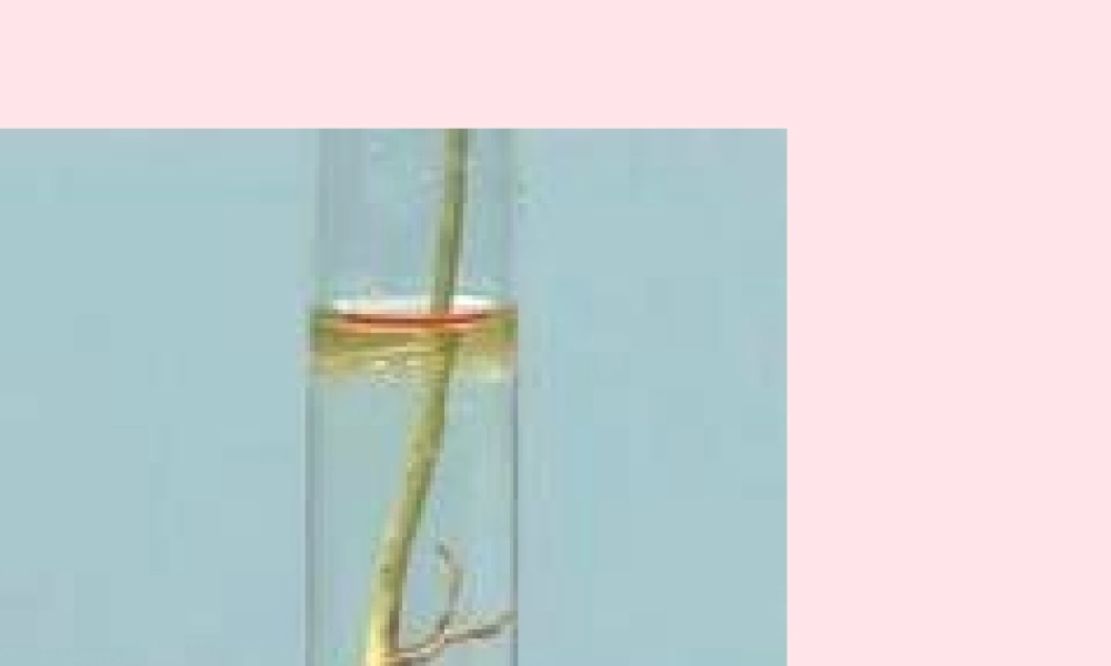 四年级科学上册 第一单元 植物的生活 第2课《植物的根》课件（5） 青岛版五四制-青岛版小学四年级上册自然科学课件