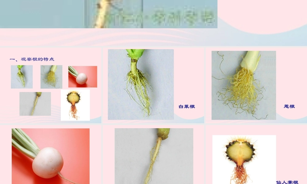 四年级科学上册 第一单元 植物的生活 第2课《植物的根》课件（5） 青岛版五四制-青岛版小学四年级上册自然科学课件