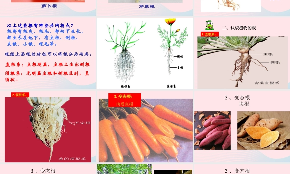 四年级科学上册 第一单元 植物的生活 第2课《植物的根》课件（5） 青岛版五四制-青岛版小学四年级上册自然科学课件