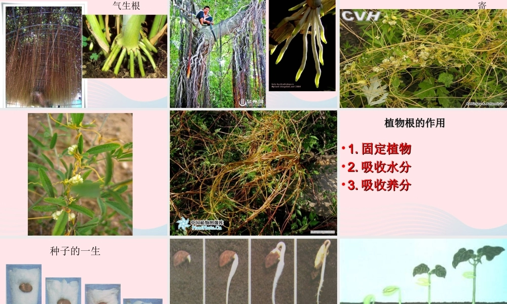 四年级科学上册 第一单元 植物的生活 第2课《植物的根》课件（5） 青岛版五四制-青岛版小学四年级上册自然科学课件