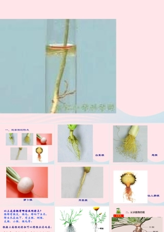 四年级科学上册 第一单元 植物的生活 第2课《植物的根》课件（5） 青岛版五四制-青岛版小学四年级上册自然科学课件