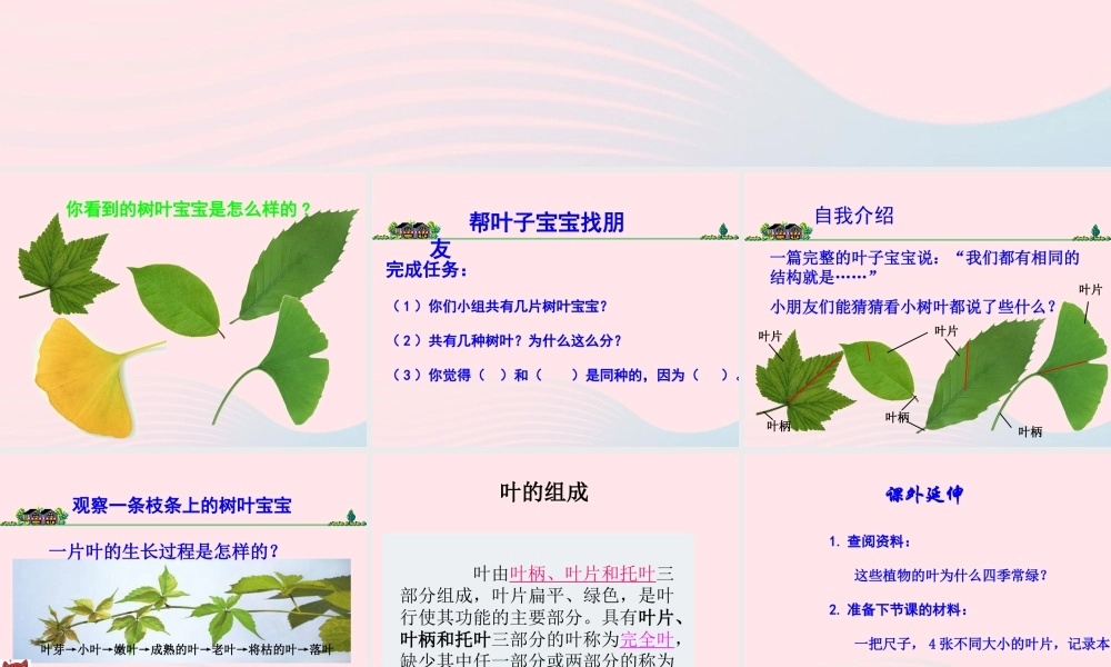 四年级科学上册 第一单元 植物的生活 第3课《植物的叶》课件（1） 青岛版五四制-青岛版小学四年级上册自然科学课件