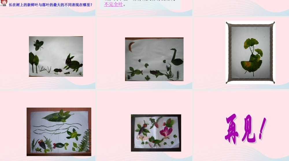 四年级科学上册 第一单元 植物的生活 第3课《植物的叶》课件（1） 青岛版五四制-青岛版小学四年级上册自然科学课件