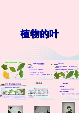 四年级科学上册 第一单元 植物的生活 第3课《植物的叶》课件（1） 青岛版五四制-青岛版小学四年级上册自然科学课件