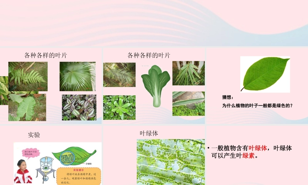 四年级科学上册 第一单元 植物的生活 第3课《植物的叶》课件（2） 青岛版五四制-青岛版小学四年级上册自然科学课件