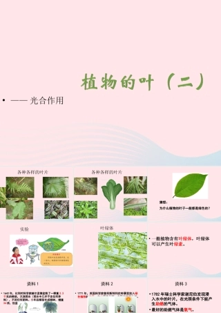 四年级科学上册 第一单元 植物的生活 第3课《植物的叶》课件（2） 青岛版五四制-青岛版小学四年级上册自然科学课件