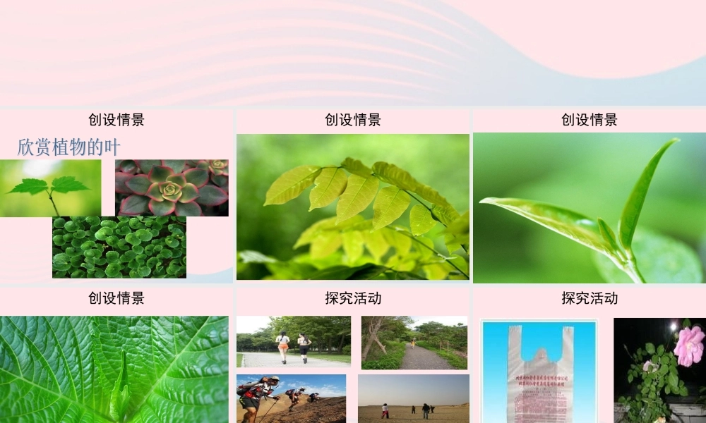 四年级科学上册 第一单元 植物的生活 第3课《植物的叶》课件（3） 青岛版五四制-青岛版小学四年级上册自然科学课件