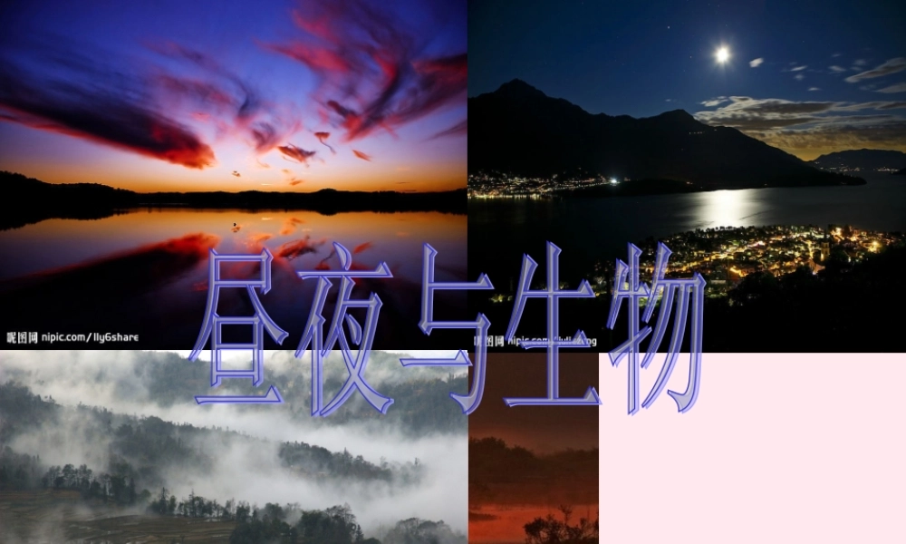 四年级科学下册 第五单元 太阳、地球和月亮 第21课《昼夜与生物》课件1 青岛版五四制-青岛版小学四年级下册自然科学课件