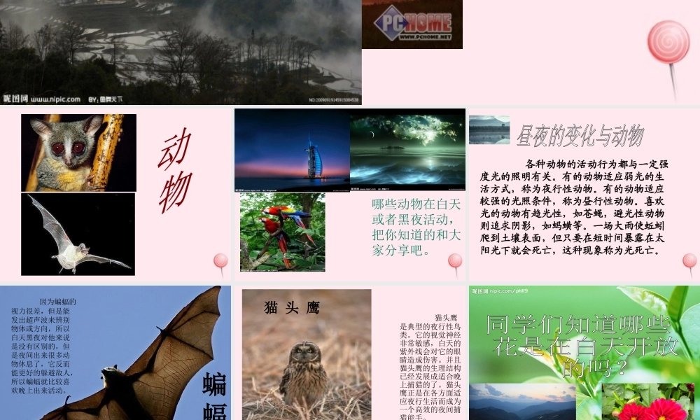 四年级科学下册 第五单元 太阳、地球和月亮 第21课《昼夜与生物》课件1 青岛版五四制-青岛版小学四年级下册自然科学课件