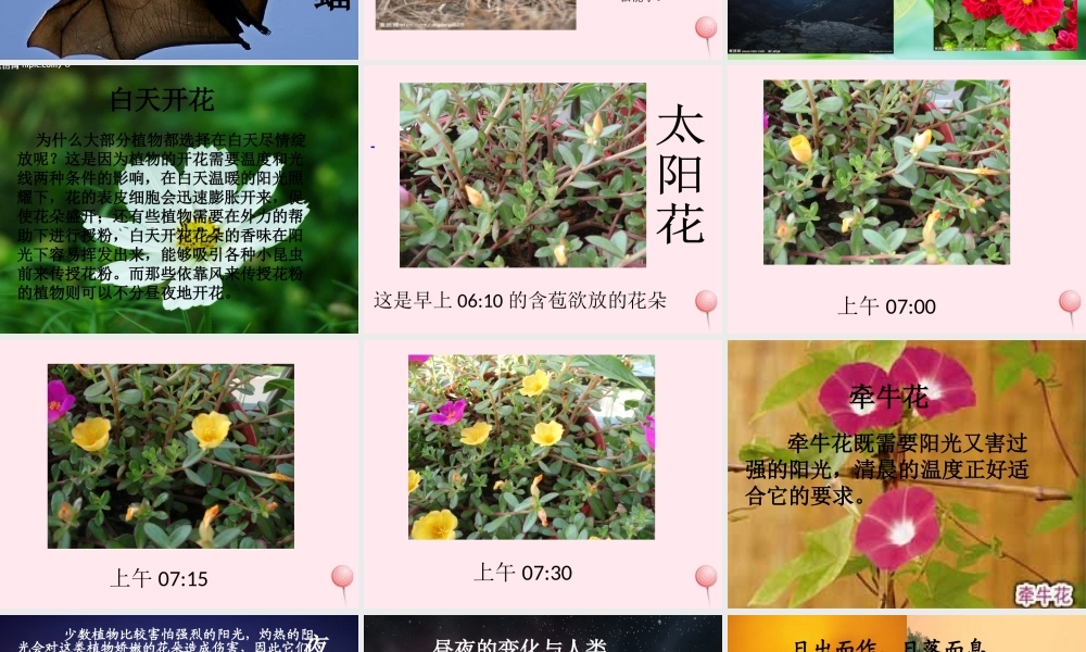 四年级科学下册 第五单元 太阳、地球和月亮 第21课《昼夜与生物》课件1 青岛版五四制-青岛版小学四年级下册自然科学课件