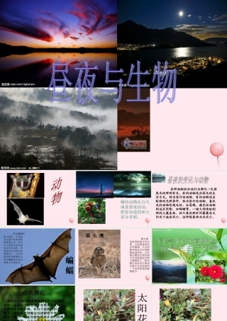 四年级科学下册 第五单元 太阳、地球和月亮 第21课《昼夜与生物》课件1 青岛版五四制-青岛版小学四年级下册自然科学课件