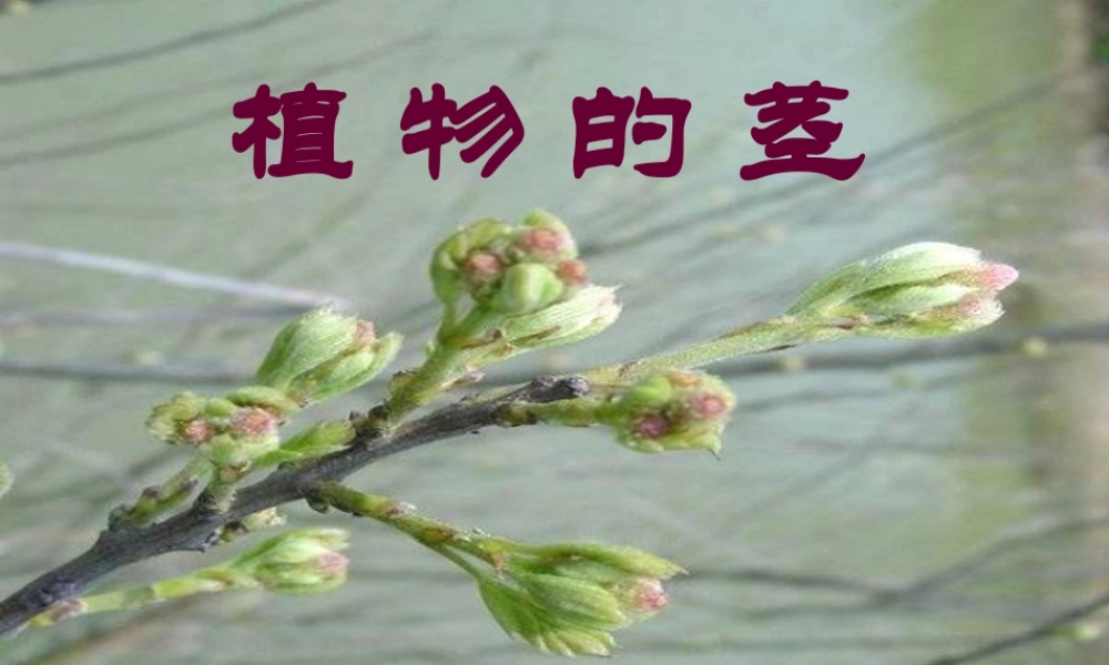 四年级科学上册 第一单元 植物的生活 第4课《植物的茎》课件（1） 青岛版五四制-青岛版小学四年级上册自然科学课件