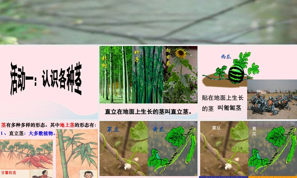 四年级科学上册 第一单元 植物的生活 第4课《植物的茎》课件（1） 青岛版五四制-青岛版小学四年级上册自然科学课件