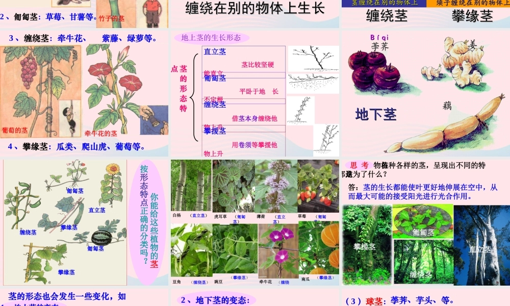 四年级科学上册 第一单元 植物的生活 第4课《植物的茎》课件（1） 青岛版五四制-青岛版小学四年级上册自然科学课件