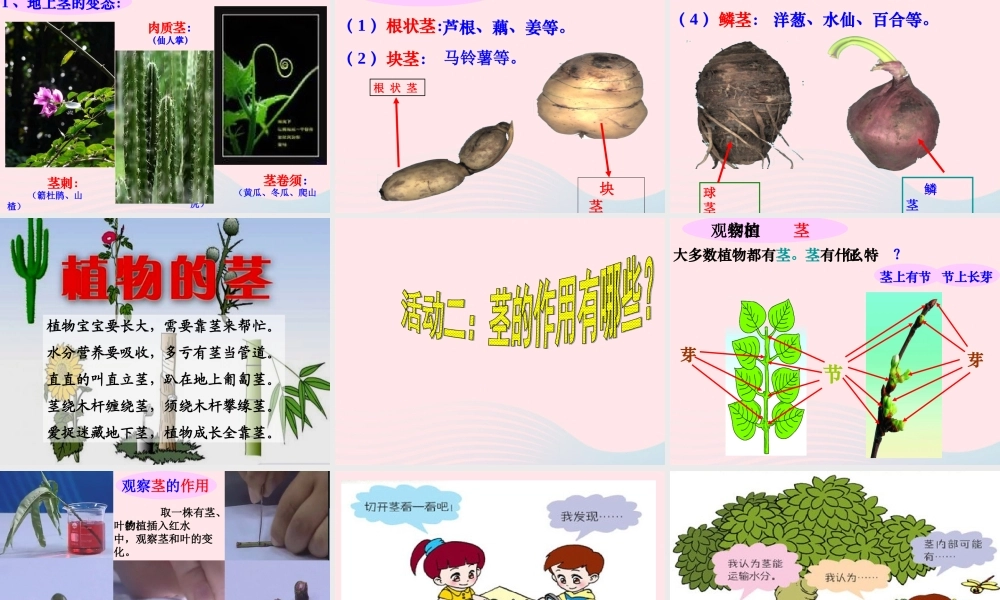 四年级科学上册 第一单元 植物的生活 第4课《植物的茎》课件（1） 青岛版五四制-青岛版小学四年级上册自然科学课件