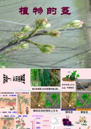 四年级科学上册 第一单元 植物的生活 第4课《植物的茎》课件（1） 青岛版五四制-青岛版小学四年级上册自然科学课件