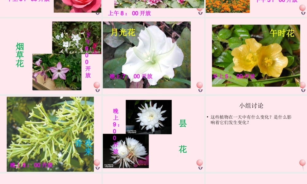 四年级科学下册 第五单元 太阳、地球和月亮 第21课《昼夜与生物》课件2 青岛版五四制-青岛版小学四年级下册自然科学课件