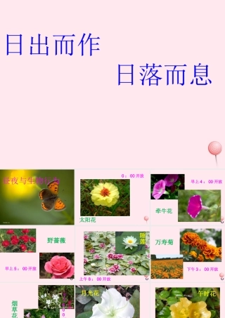 四年级科学下册 第五单元 太阳、地球和月亮 第21课《昼夜与生物》课件2 青岛版五四制-青岛版小学四年级下册自然科学课件