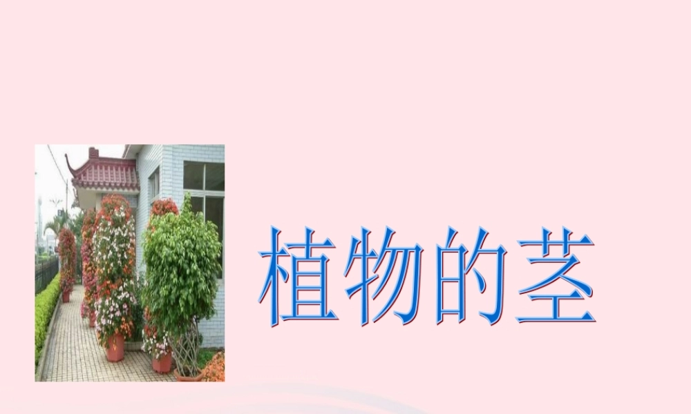 四年级科学上册 第一单元 植物的生活 第4课《植物的茎》课件（2） 青岛版五四制-青岛版小学四年级上册自然科学课件