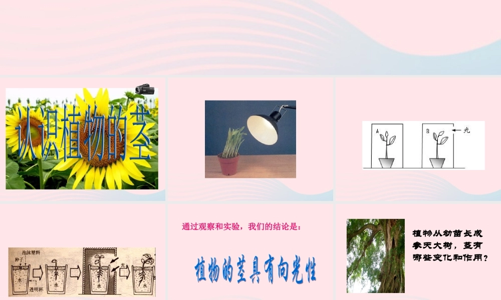 四年级科学上册 第一单元 植物的生活 第4课《植物的茎》课件（2） 青岛版五四制-青岛版小学四年级上册自然科学课件