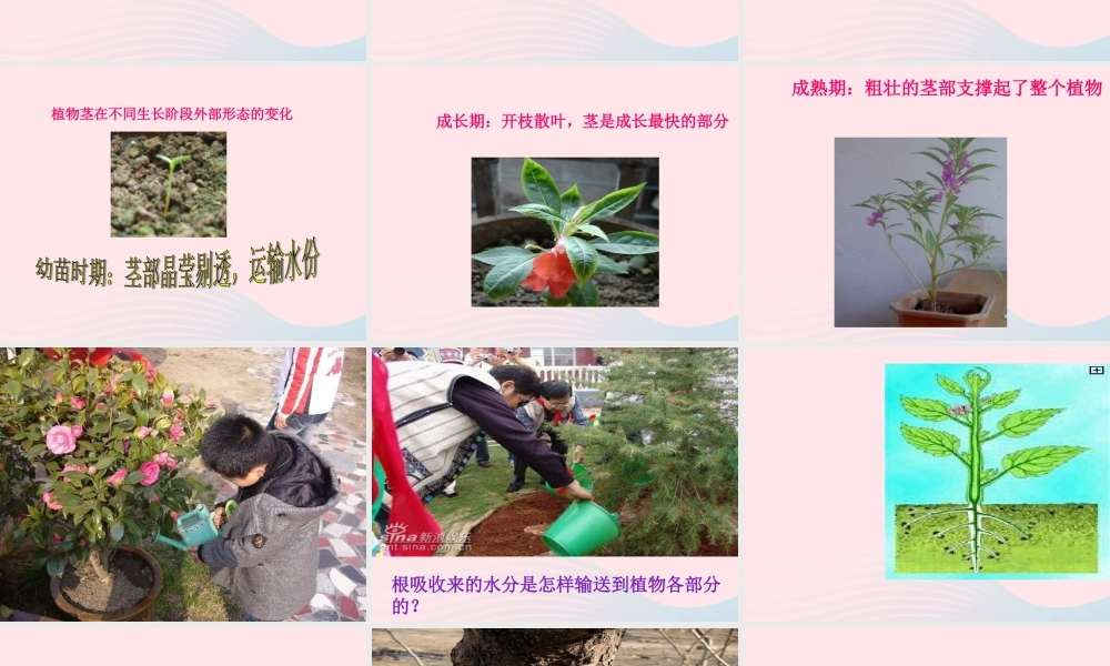 四年级科学上册 第一单元 植物的生活 第4课《植物的茎》课件（2） 青岛版五四制-青岛版小学四年级上册自然科学课件