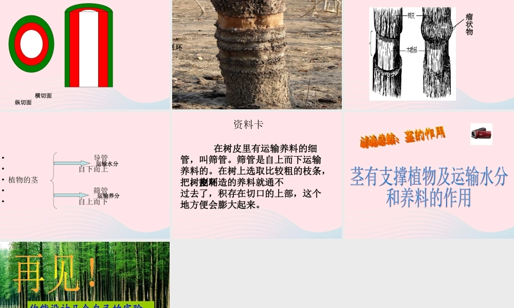 四年级科学上册 第一单元 植物的生活 第4课《植物的茎》课件（2） 青岛版五四制-青岛版小学四年级上册自然科学课件