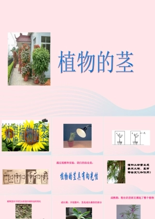 四年级科学上册 第一单元 植物的生活 第4课《植物的茎》课件（2） 青岛版五四制-青岛版小学四年级上册自然科学课件