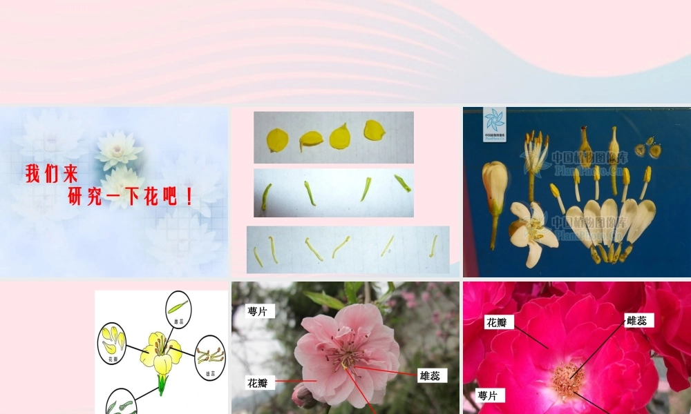 四年级科学上册 第一单元 植物的生活 第5课《植物的花和果实》课件（1） 青岛版五四制-青岛版小学四年级上册自然科学课件