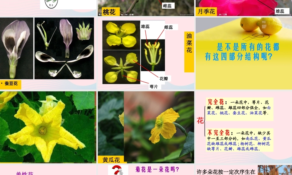四年级科学上册 第一单元 植物的生活 第5课《植物的花和果实》课件（1） 青岛版五四制-青岛版小学四年级上册自然科学课件